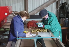 Идут проверки и подготовка посадочного материала специалистами Волховского межрайонного отдела «Россельхозцентра»